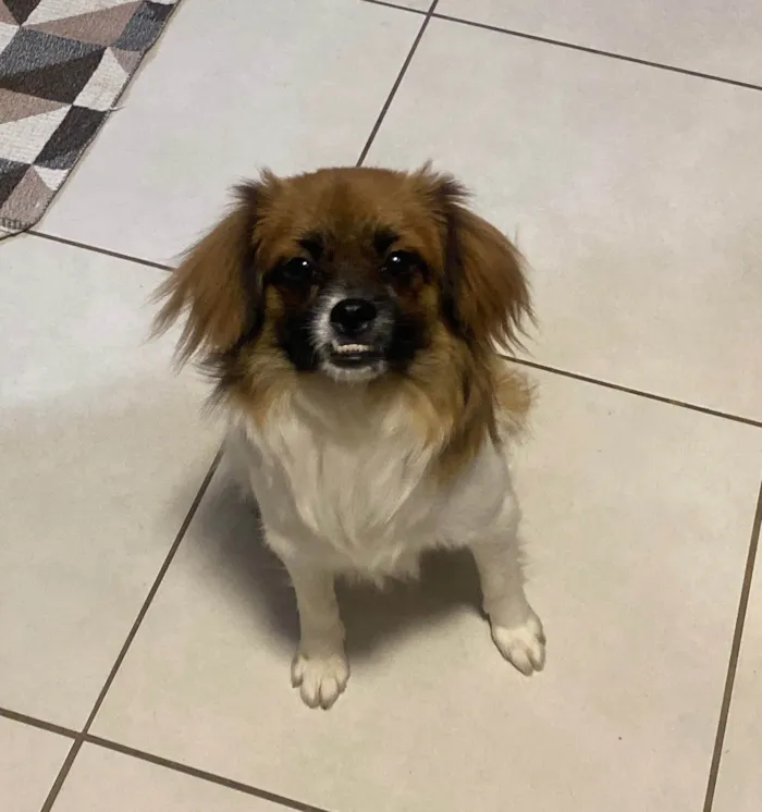 Cachorro ra a Pequinês idade 1 ano nome Penélope