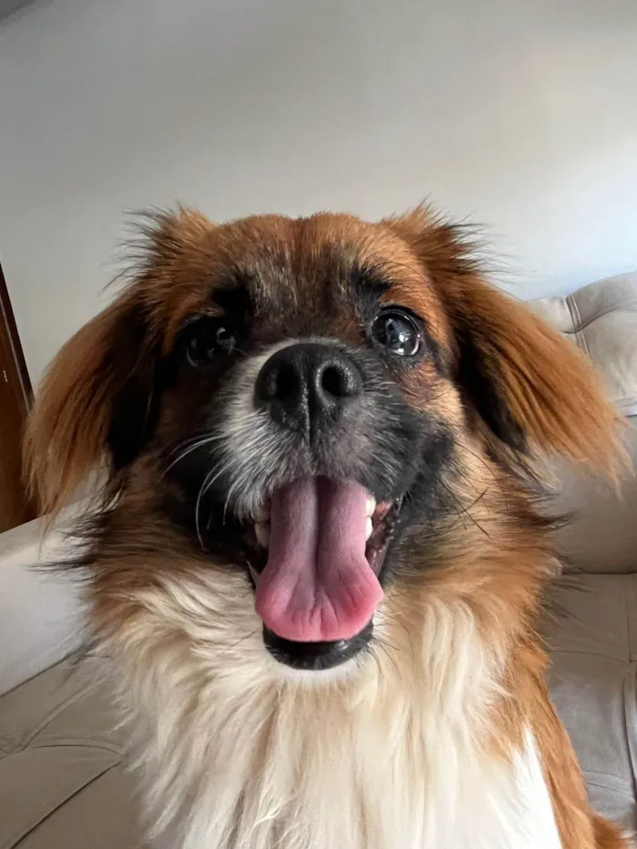 Cachorro ra a Pequinês idade 1 ano nome Penélope