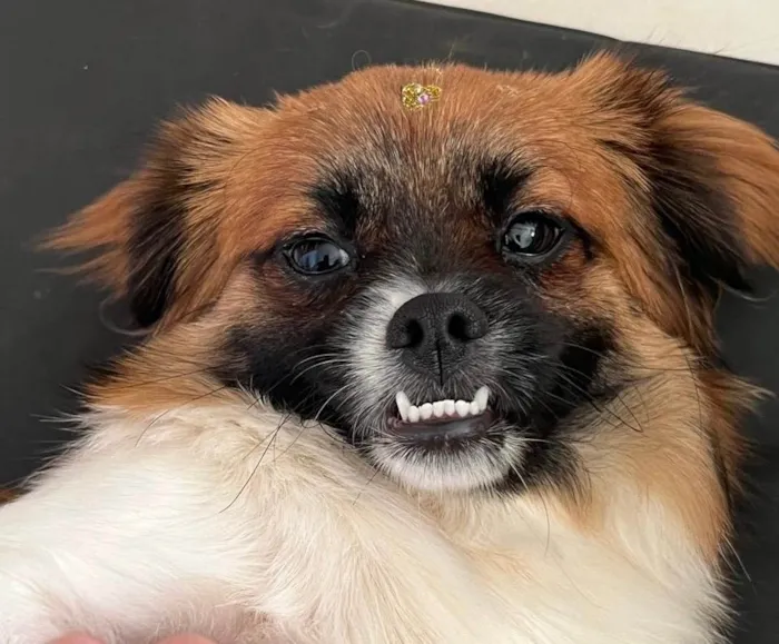 Cachorro ra a Pequinês idade 1 ano nome Penélope