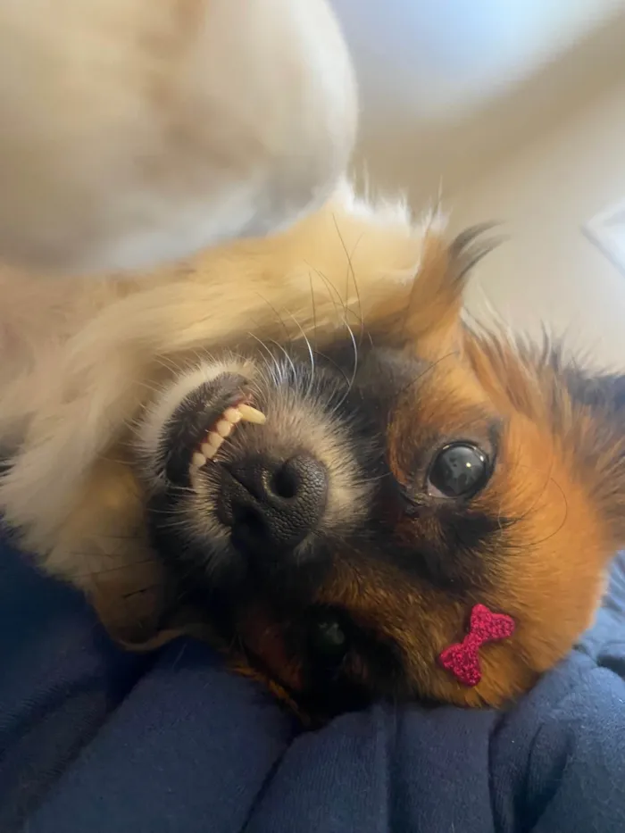 Cachorro ra a Pequinês idade 1 ano nome Penélope