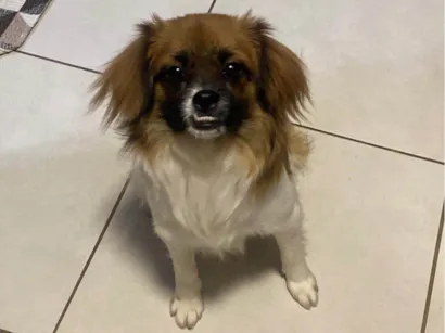 Cachorro raça Pequinês idade 1 ano nome Penélope