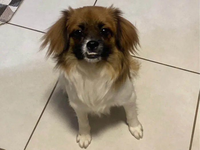 Cachorro ra a Pequinês idade 1 ano nome Penélope