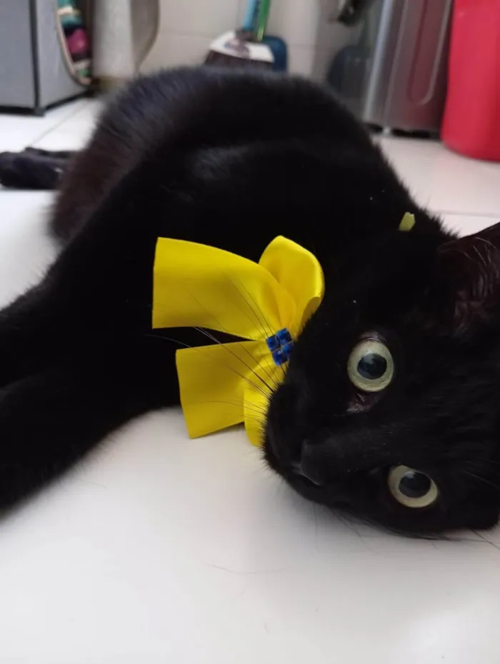 Gato ra a SRD-ViraLata idade 6 ou mais anos nome Marry