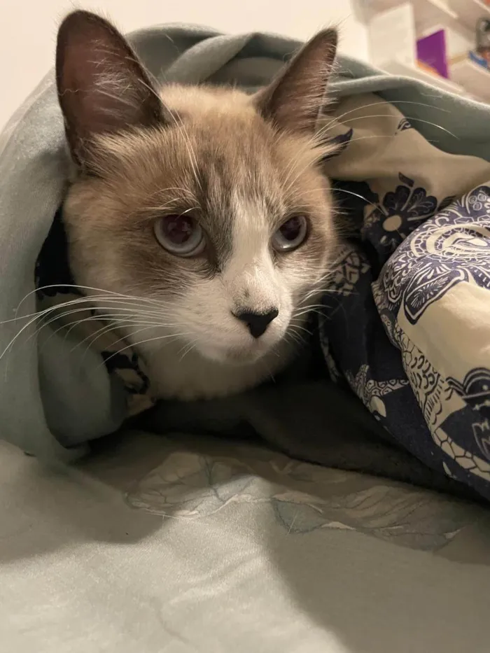 Gato ra a SRD-ViraLata idade 2 anos nome Amora