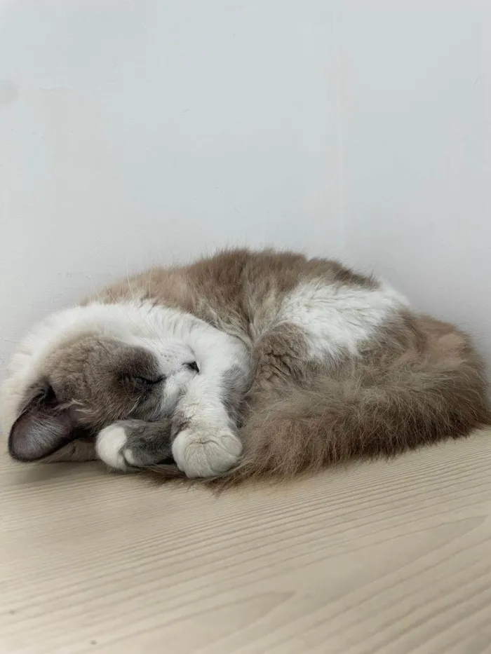 Gato ra a SRD-ViraLata idade 2 anos nome Amora