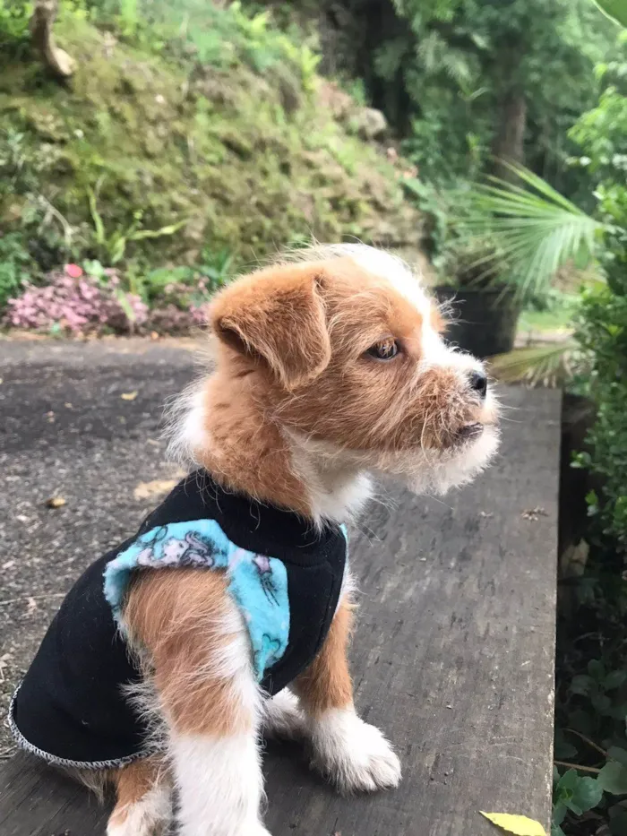 Cachorro ra a Shitzu idade 2 a 6 meses nome Dom Apollo