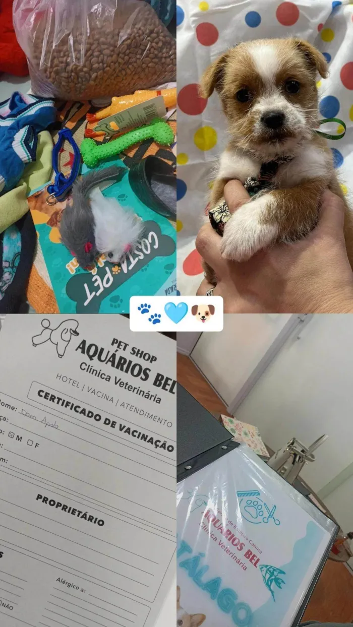 Cachorro ra a Shitzu idade 2 a 6 meses nome Dom Apollo