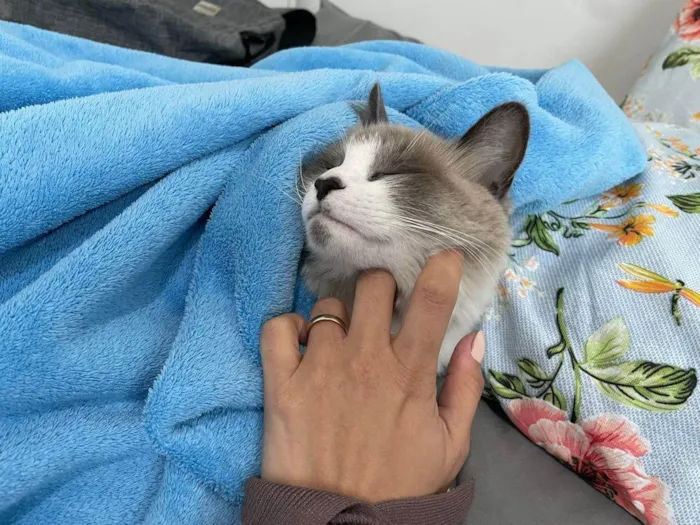 Gato ra a SRD-ViraLata idade 2 anos nome Amora