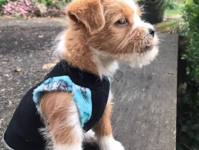 Cachorro raça Shitzu idade 2 a 6 meses nome Dom Apollo