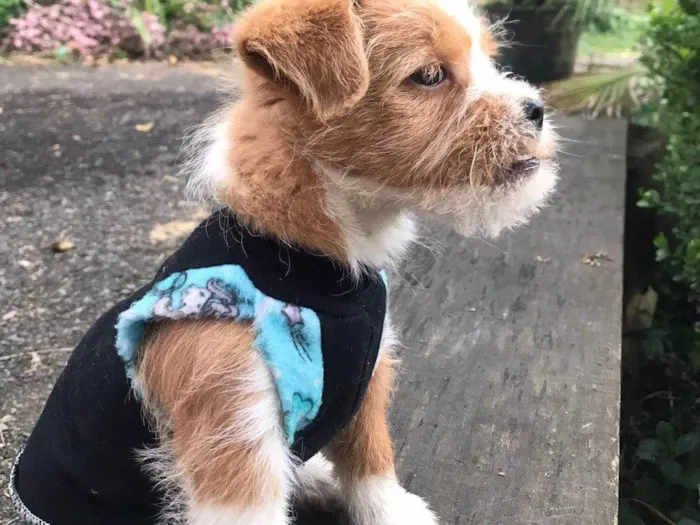 Cachorro ra a Shitzu idade 2 a 6 meses nome Dom Apollo