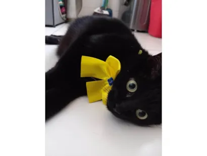 Gato raça SRD-ViraLata idade 6 ou mais anos nome Marry