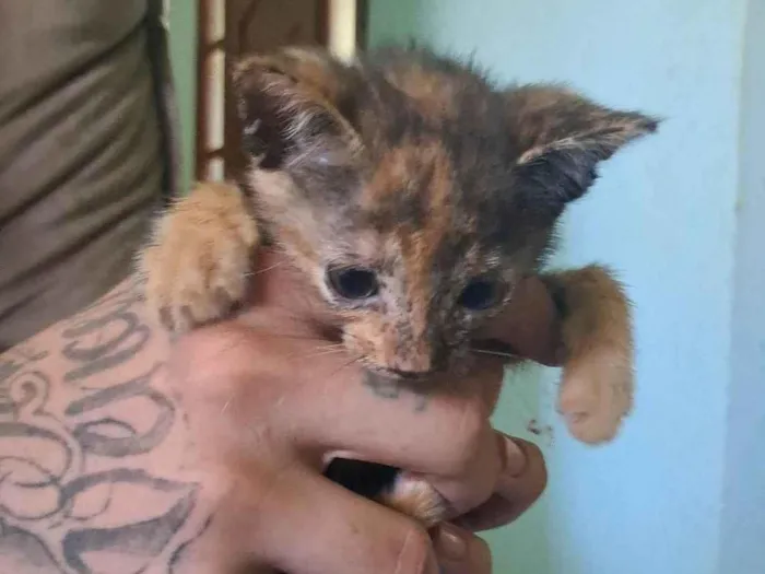 Gato ra a SRD-ViraLata idade Abaixo de 2 meses nome Piooca