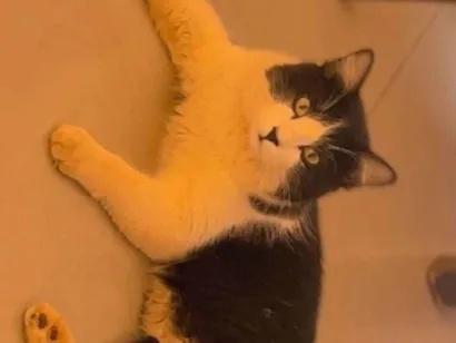 Gato raça SRD-ViraLata idade 7 a 11 meses nome Fred