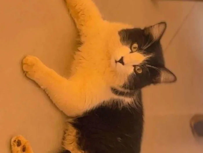 Gato ra a SRD-ViraLata idade 7 a 11 meses nome Fred