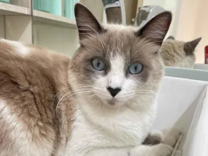 Gato raça SRD-ViraLata idade 2 anos nome Amora