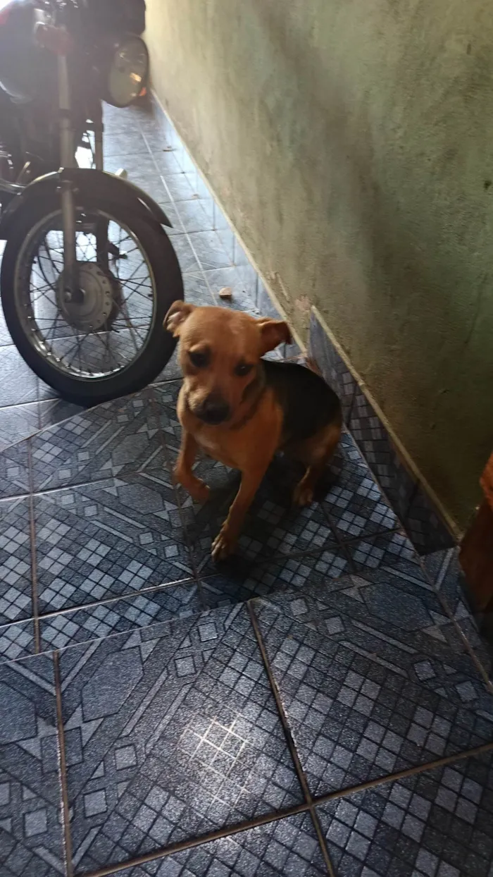 Cachorro ra a SRD-ViraLata idade 7 a 11 meses nome Piti