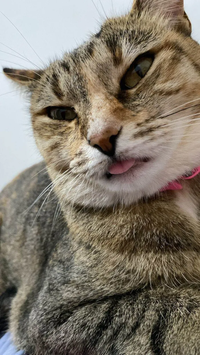 Gato ra a SRD-ViraLata idade 5 anos nome Mel e Tom