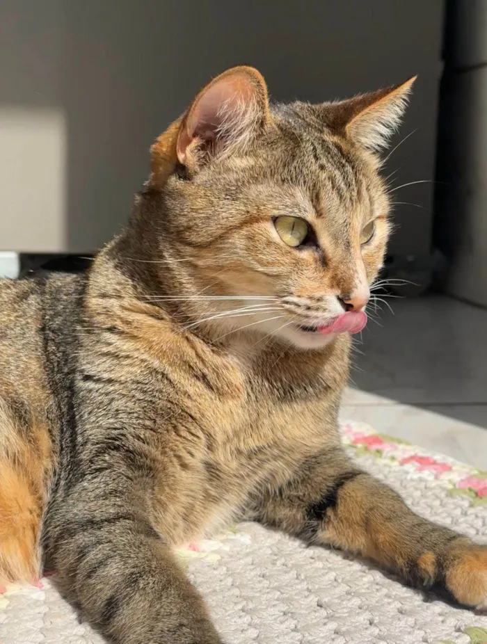 Gato ra a SRD-ViraLata idade 5 anos nome Mel e Tom