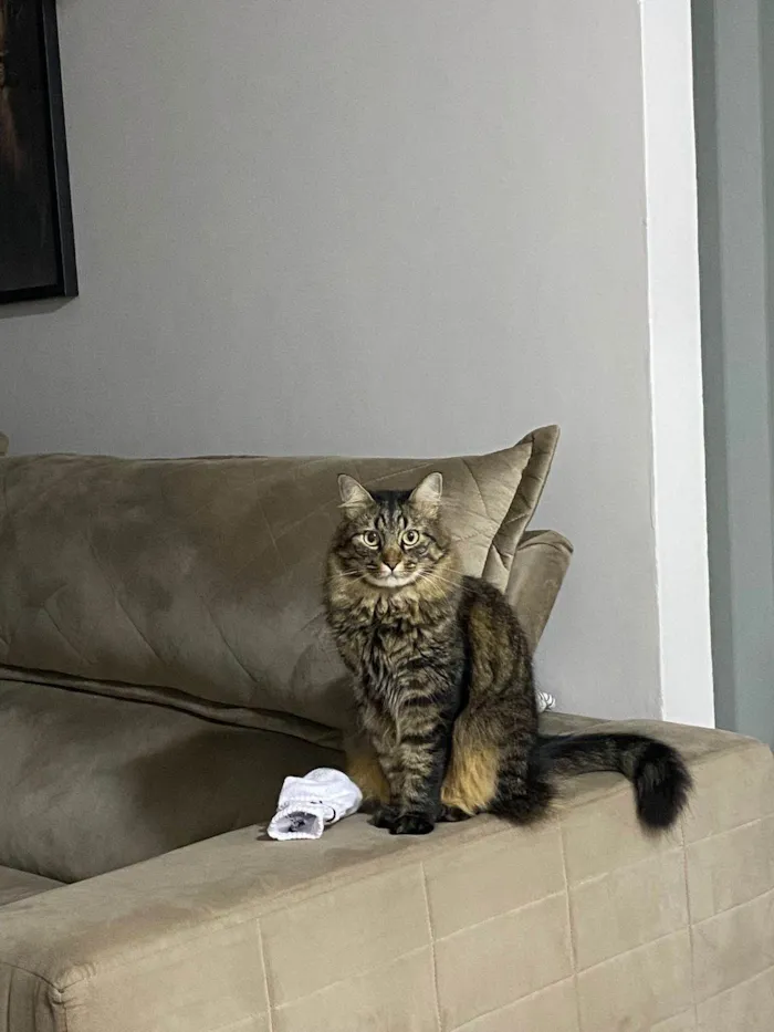 Gato ra a SRD-ViraLata idade 5 anos nome Mel e Tom