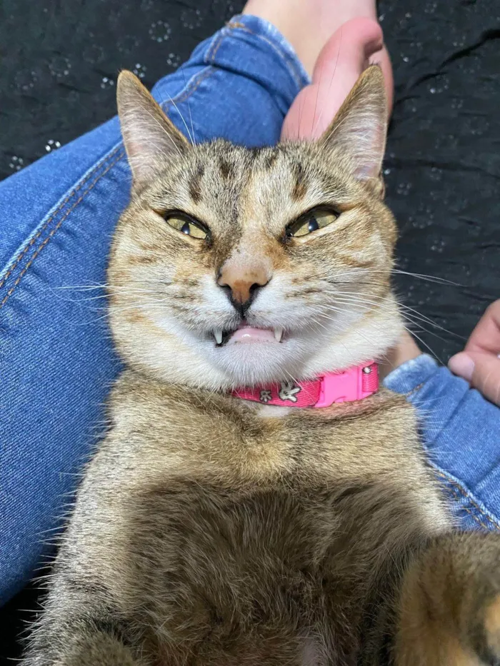 Gato ra a SRD-ViraLata idade 5 anos nome Mel e Tom