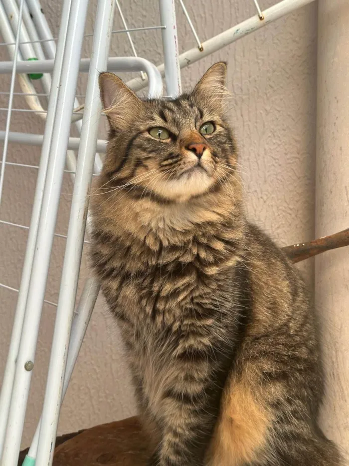 Gato ra a SRD-ViraLata idade 5 anos nome Mel e Tom