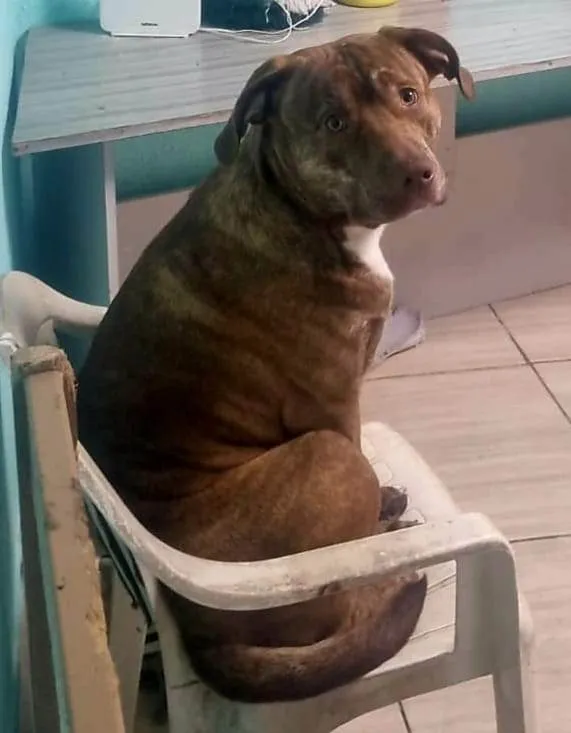 Cachorro ra a SRD-ViraLata idade 1 ano nome toddy