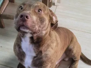 Cachorro raça SRD-ViraLata idade 1 ano nome toddy