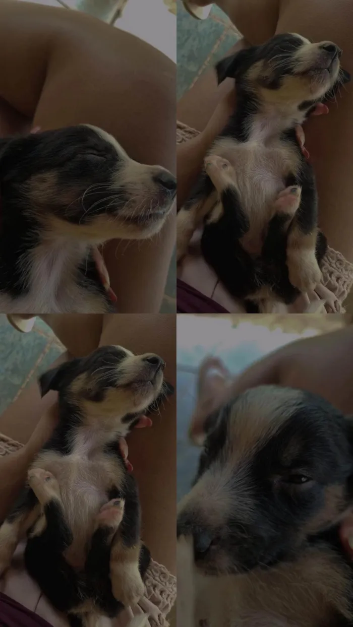 Cachorro ra a SRD-ViraLata idade Abaixo de 2 meses nome Indefinido 