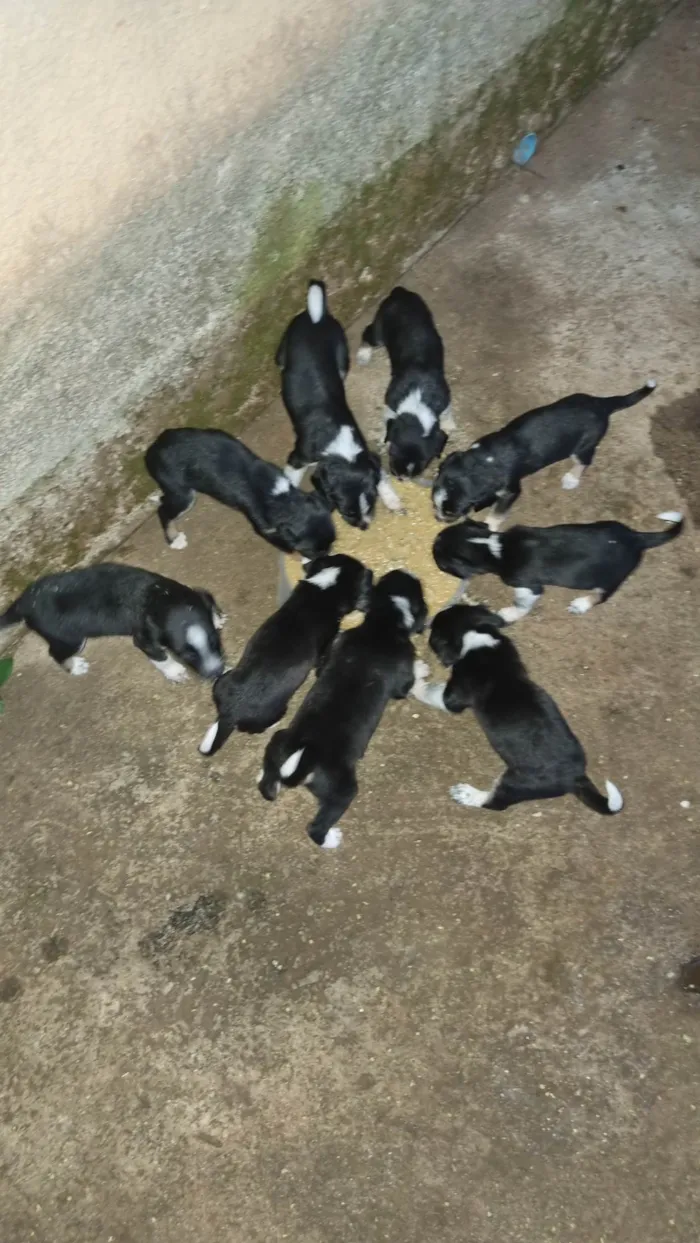 Cachorro ra a SRD-ViraLata idade Abaixo de 2 meses nome Indefinido 