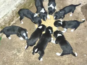 Cachorro raça SRD-ViraLata idade Abaixo de 2 meses nome Indefinido 