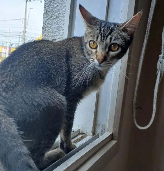 Gato ra a SRD-ViraLata idade 7 a 11 meses nome Jessie