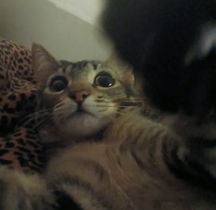 Gato ra a SRD-ViraLata idade 7 a 11 meses nome Jessie