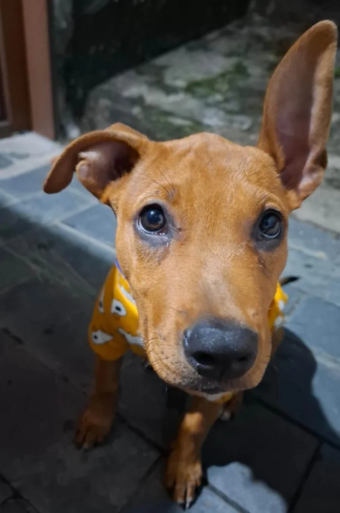 Cachorro ra a SRD-ViraLata idade 7 a 11 meses nome Kobi