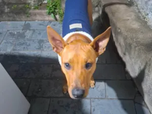 Cachorro raça SRD-ViraLata idade 7 a 11 meses nome Kobi