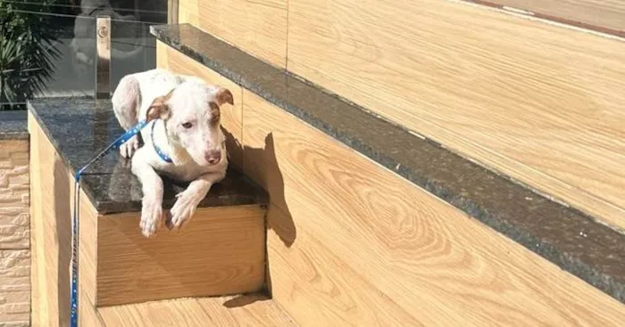 Cachorro ra a SRD-ViraLata idade 1 ano nome Sem nome, o cão