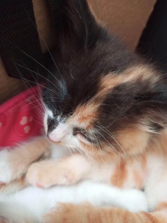 Gato ra a SRD-ViraLata idade Abaixo de 2 meses nome Penelope