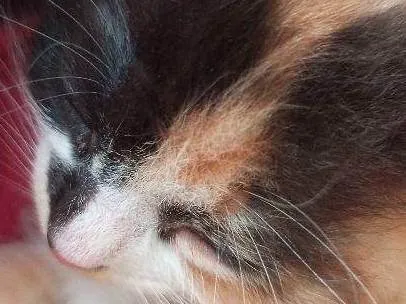 Gato ra a SRD-ViraLata idade Abaixo de 2 meses nome Penelope