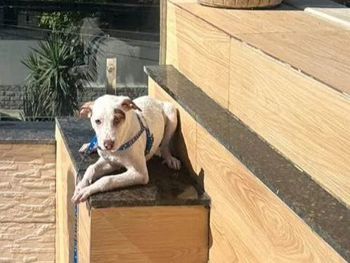 Cachorro ra a SRD-ViraLata idade 1 ano nome Sem nome, o cão