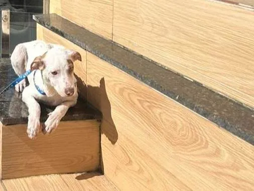 Cachorro ra a SRD-ViraLata idade 1 ano nome Sem nome, o cão