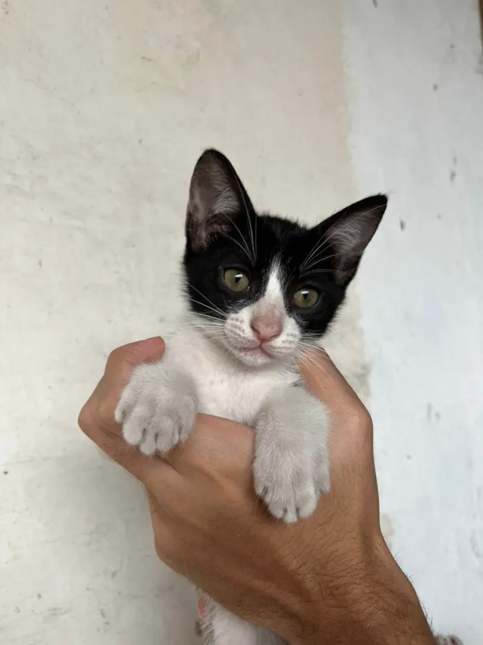 Gato ra a SRD-ViraLata idade Abaixo de 2 meses nome Kiki