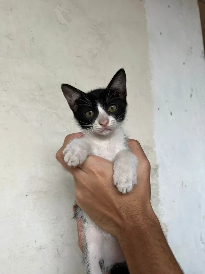 Gato ra a SRD-ViraLata idade Abaixo de 2 meses nome Kiki