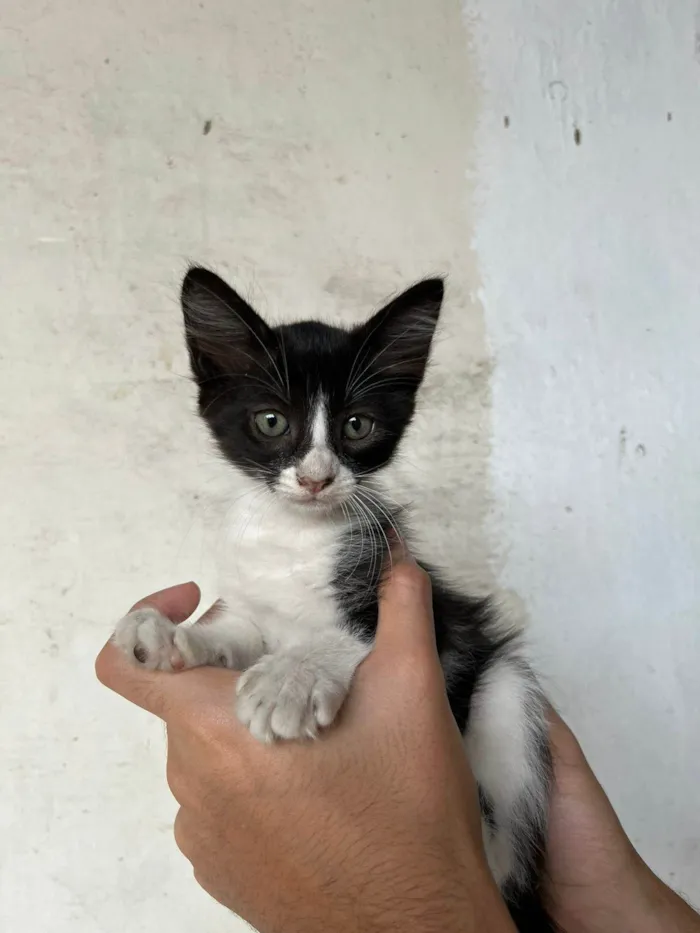 Gato ra a SRD-ViraLata idade Abaixo de 2 meses nome Lili