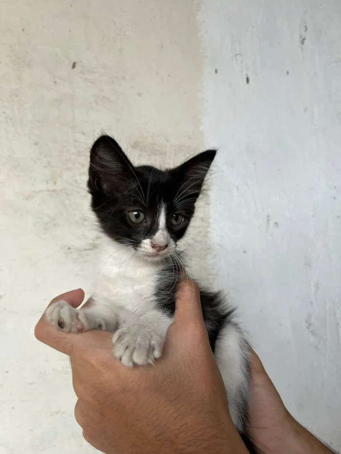 Gato ra a SRD-ViraLata idade Abaixo de 2 meses nome Lili