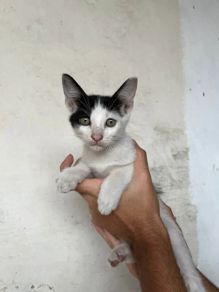 Gato ra a SRD-ViraLata idade Abaixo de 2 meses nome Mimi