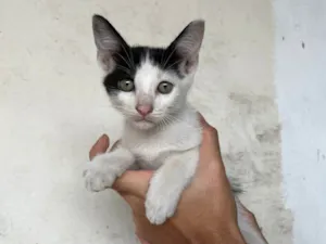 Gato raça SRD-ViraLata idade Abaixo de 2 meses nome Mimi