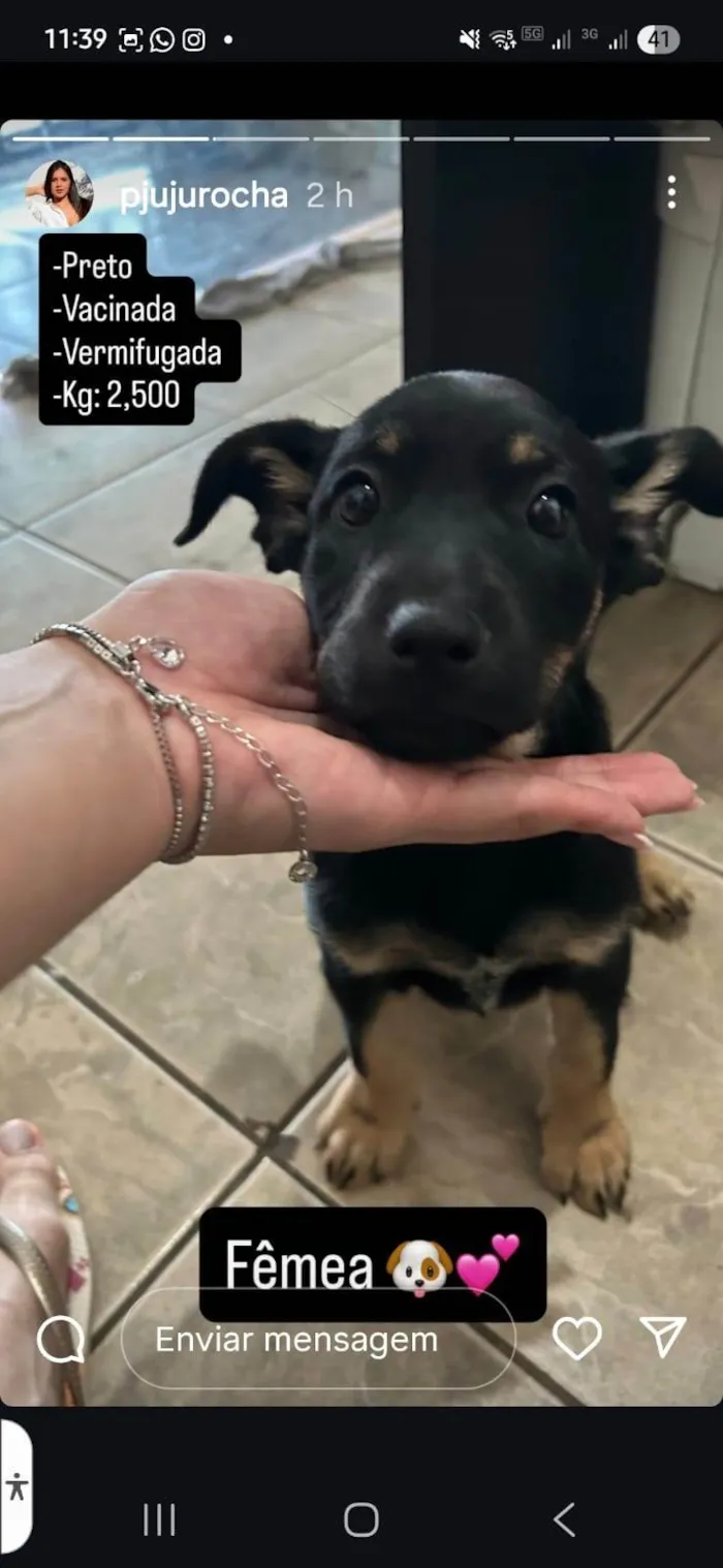 Cachorro ra a SRD-ViraLata idade 2 a 6 meses nome jhuly