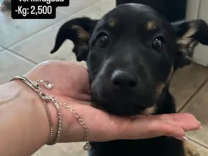 Cachorro raça SRD-ViraLata idade 2 a 6 meses nome jhuly