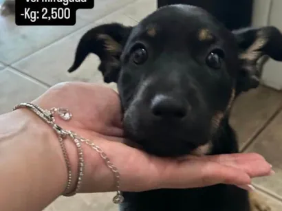 Cachorro raça SRD-ViraLata idade 2 a 6 meses nome jhuly