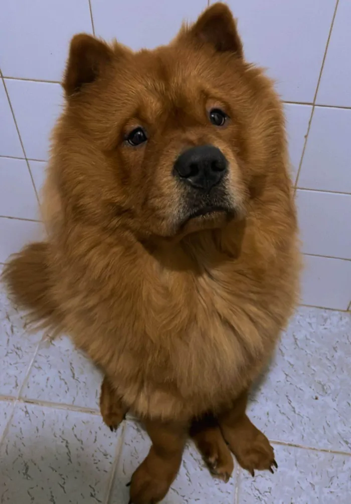 Cachorro ra a Chow Chow idade 1 ano nome Thor