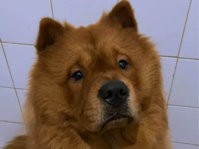 Cachorro raça Chow Chow idade 1 ano nome Thor